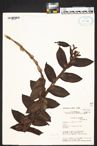 Epidendrum alberti image