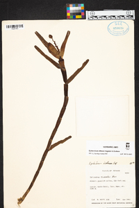 Epidendrum allisonii image