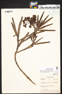 Epidendrum allisonii image