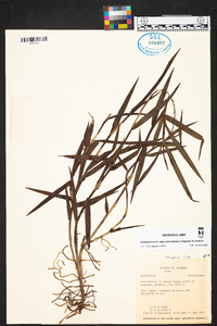 Epidendrum alpicoloscandens image