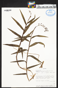 Epidendrum alpicoloscandens image