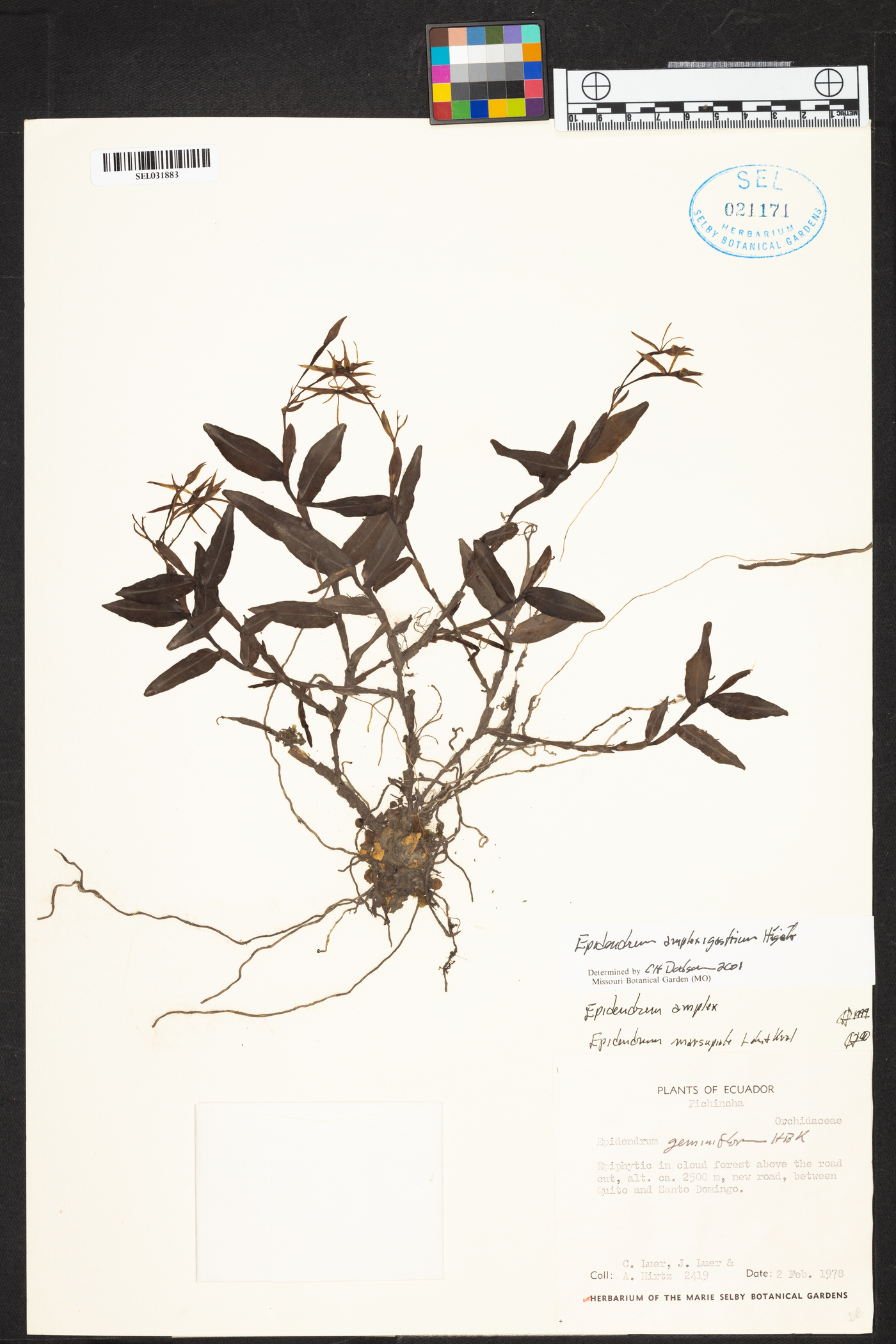 Epidendrum amplexigastrium image