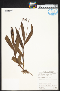 Epidendrum musciferum image