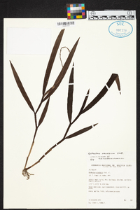 Epidendrum armeniacum image