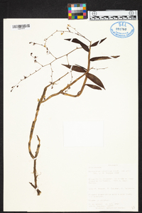 Epidendrum aquaticum image