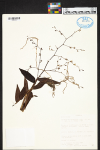 Epidendrum aquaticum image