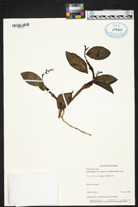 Epidendrum arbusculum image