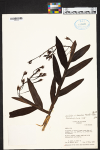 Epidendrum baezense image