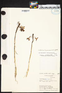 Epidendrum flexuosum image