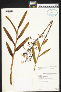 Epidendrum blepharistes image