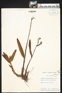 Epidendrum blepharistes image