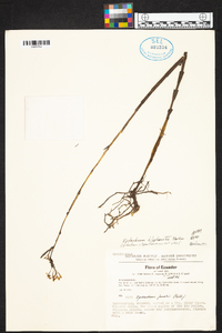 Epidendrum blepharistes image