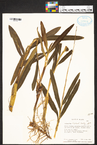 Epidendrum blepharistes image