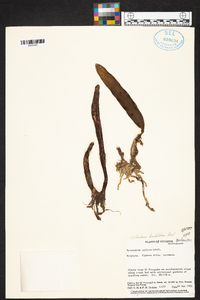 Epidendrum bracteolatum image