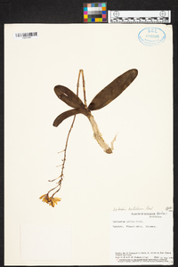 Epidendrum bracteolatum image