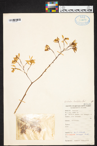 Epidendrum bracteolatum image