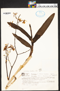 Epidendrum bracteolatum image