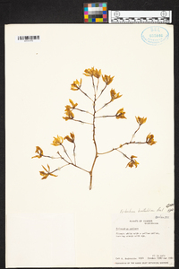 Epidendrum bracteolatum image