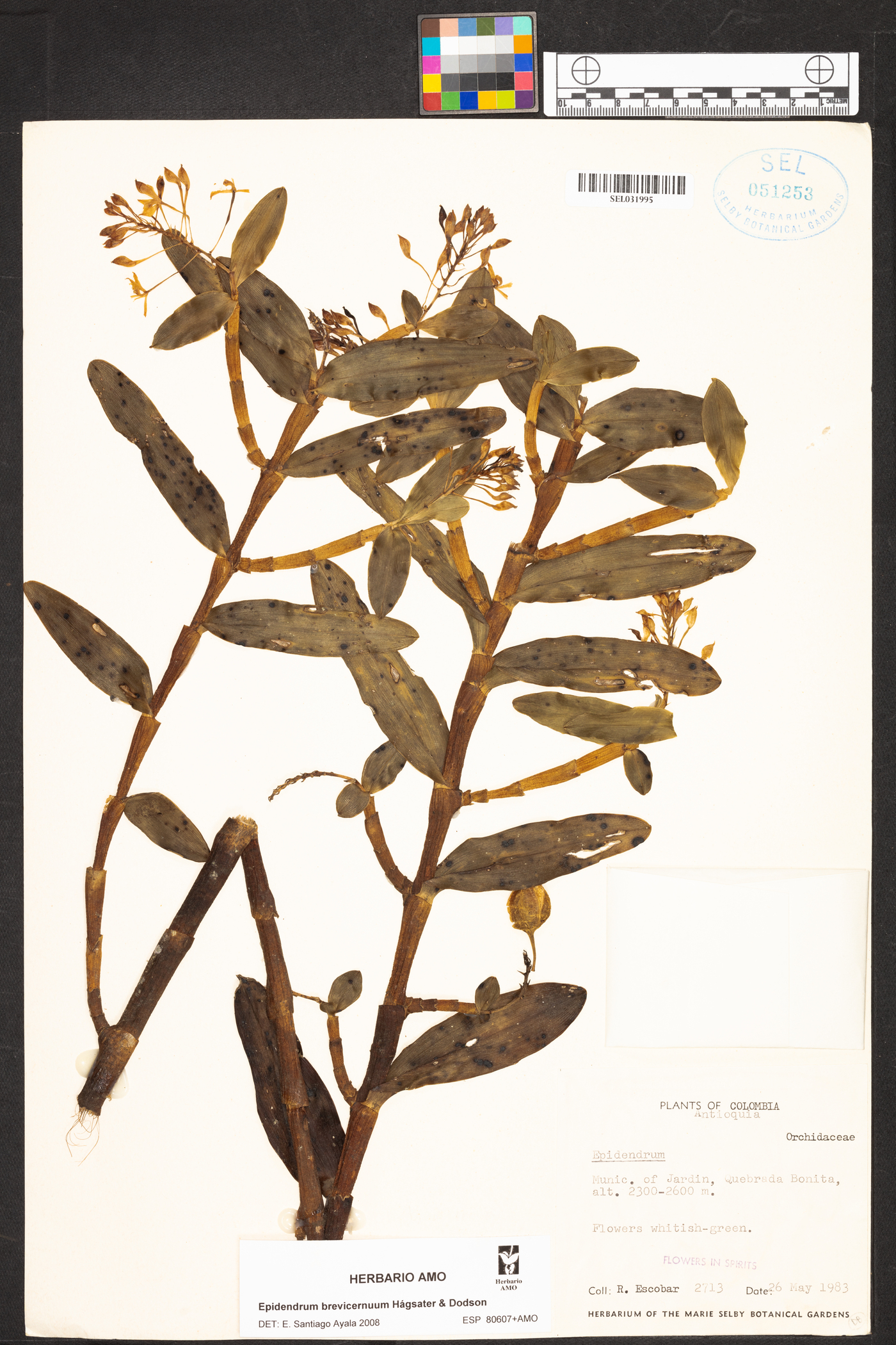 Epidendrum brevicernuum image