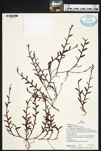 Media resource of Elleanthus deuterohirtzii