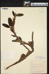 Maxillaria diuturna image