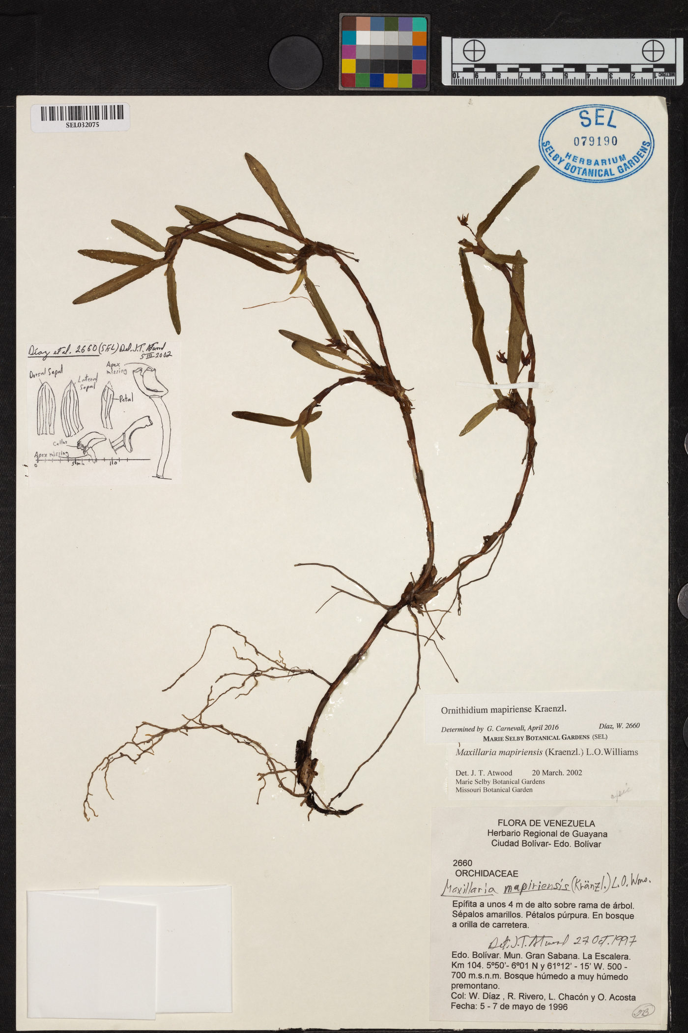 Ornithidium mapiriense image