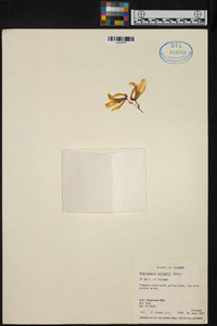 Rodriguezia strobelii image