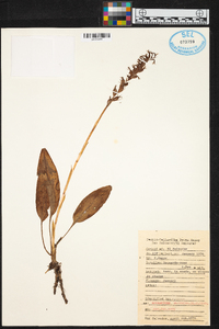 Spiranthes elata image