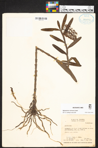 Epidendrum cernuum image
