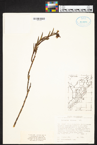 Epidendrum chioneum image