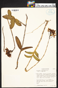 Epidendrum cinnabarinum image