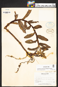 Epidendrum citrochlorinum image