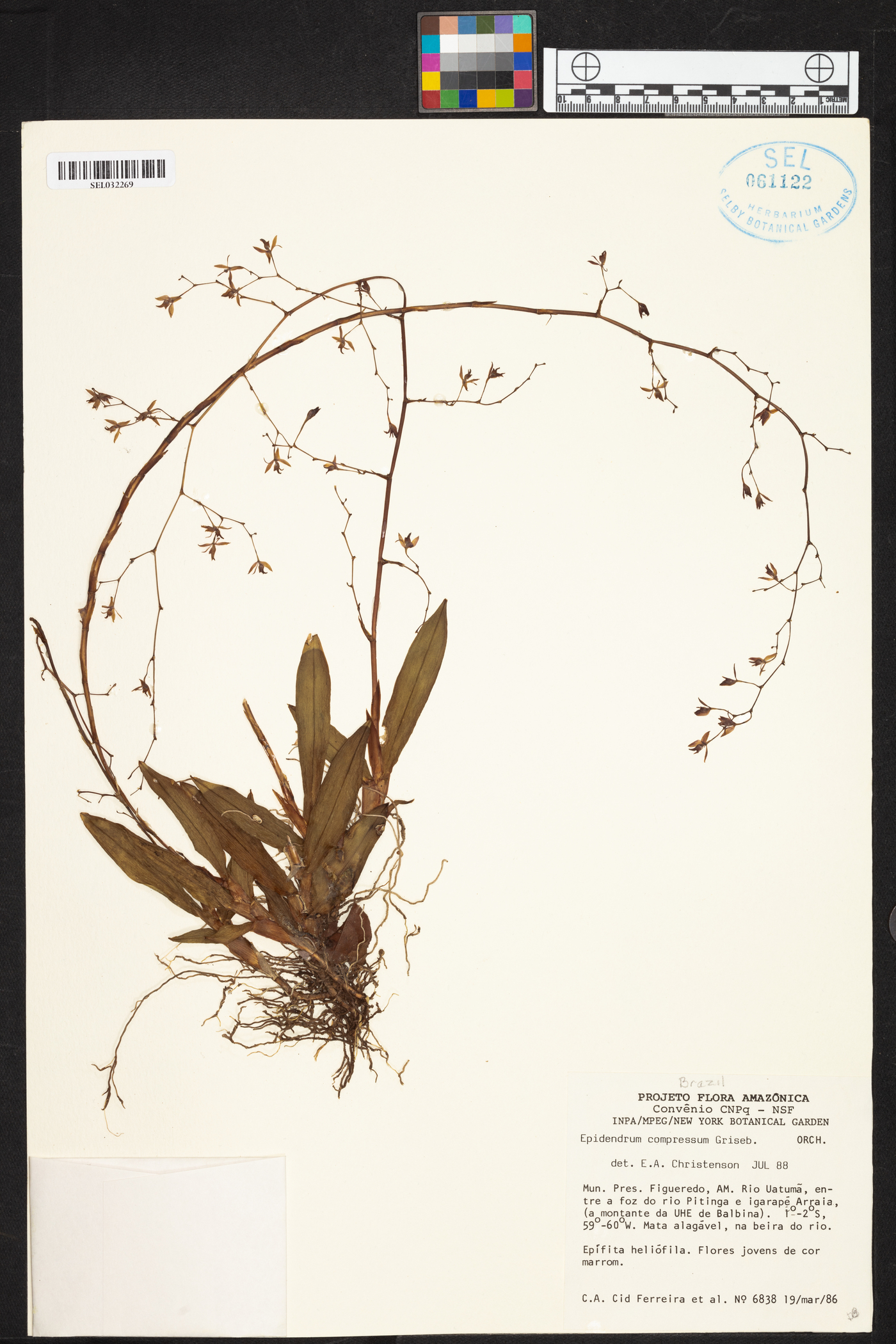 Epidendrum compressum image