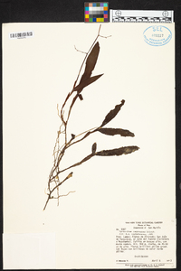 Epidendrum compressum image