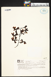 Epidendrum coronatum image