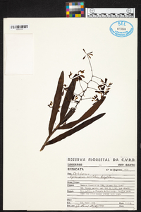 Epidendrum cristatum image