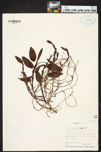 Epidendrum cuencanum image