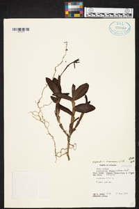 Epidendrum geminiflorum image