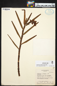 Epidendrum diothonaeoides image