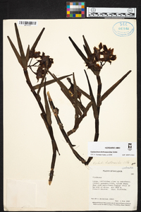 Epidendrum diothonaeoides image