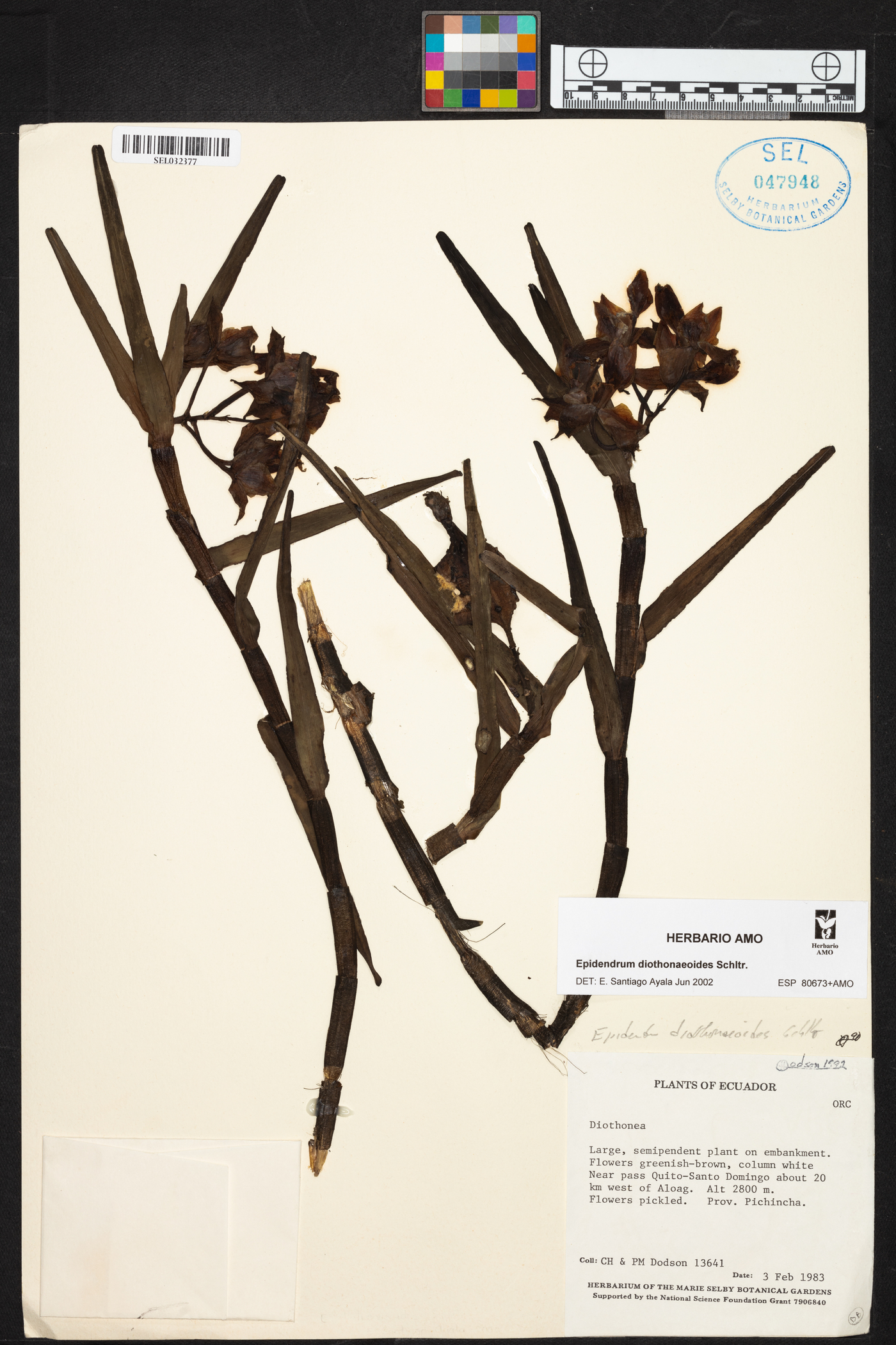 Epidendrum diothonaeoides image