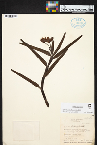 Epidendrum diothonaeoides image