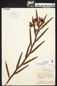 Epidendrum diothonaeoides image