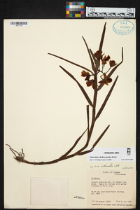 Epidendrum diothonaeoides image