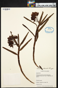 Epidendrum diothonaeoides image