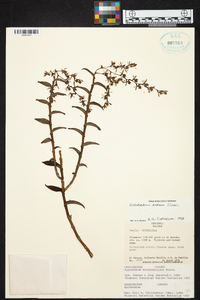 Epidendrum durum image