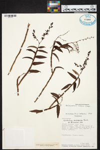 Epidendrum durum image