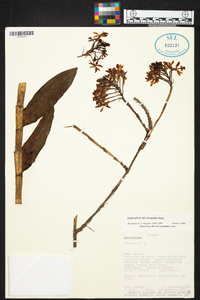 Epidendrum secundum image