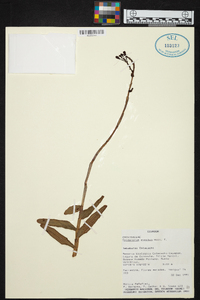 Epidendrum jamiesonis image