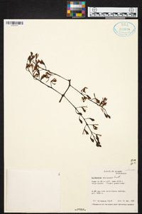 Epidendrum excisum image